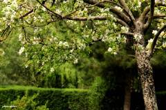عکاس آقای جعفری